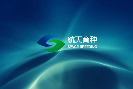 响应式网站制作